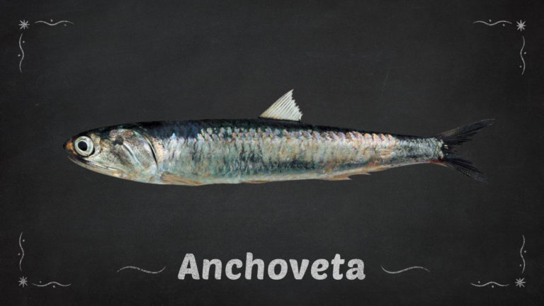 Anchoveta