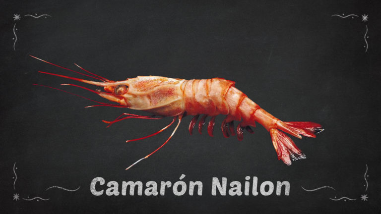 Camarón Nailon