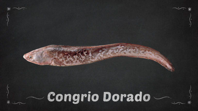 Congrio Dorado