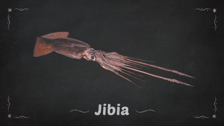 Jibia