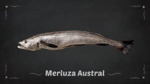 Merluza Austral