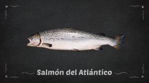 Salmón del Atlántico