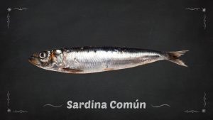 Sardina Común