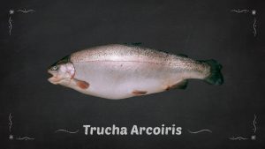 Trucha Arcoiris